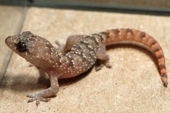 Hemidactylus angulatus