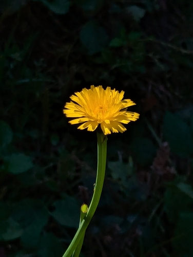 Common Cat's-ear