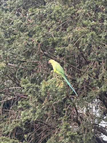 Rose-ringed Parakeet