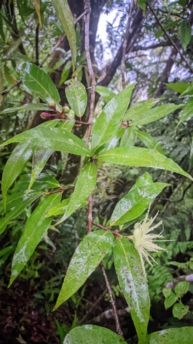 Syzygium observed 2026-10-05
