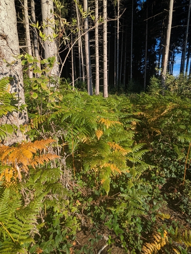 common bracken