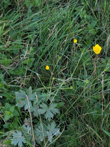 meadow buttercup
