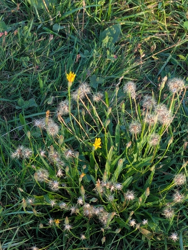 Autumn Hawkbit