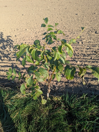 Persian walnut