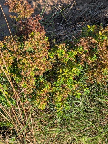 Common St. John's Wort