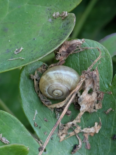 Cepaea