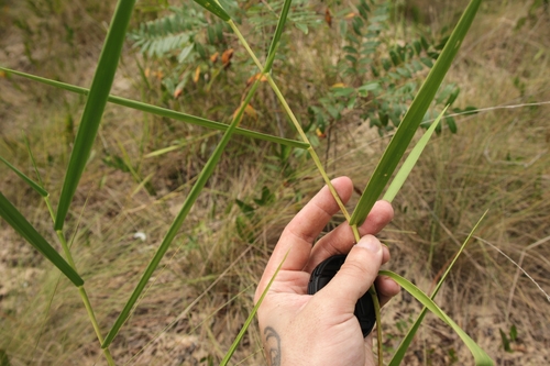Panicum hemitomon observed 2026-10-04