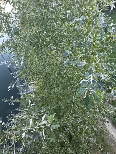 white poplar