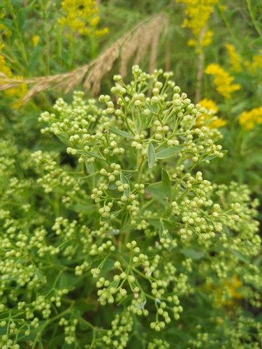 groundsel tree