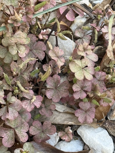 Creeping Woodsorrel