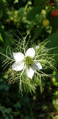 Nigella damascena