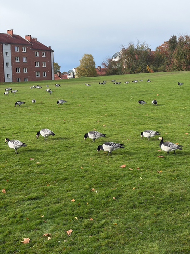 Barnacle Goose