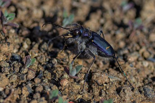 Purple Tiger Beetle