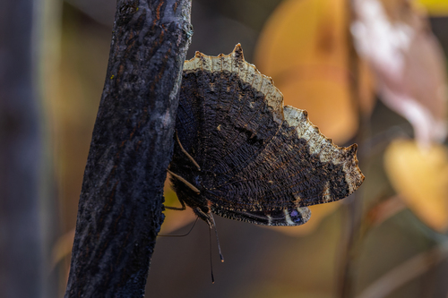Mourning Cloak