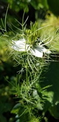 Nigella damascena