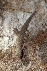 Hemidactylus platyurus