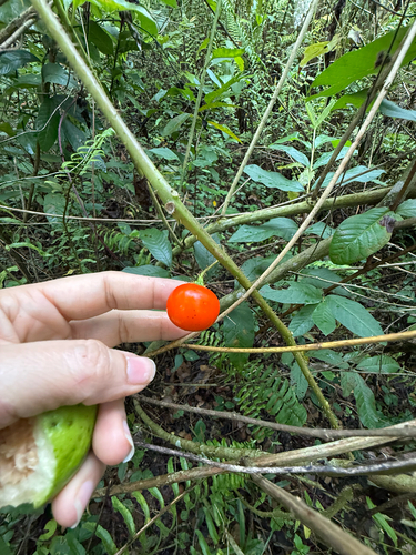 Solanum capsicoides observed 2026-10-03
