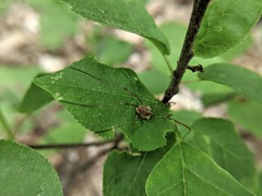 Rilaena triangularis