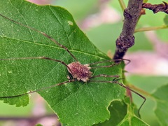 Rilaena triangularis