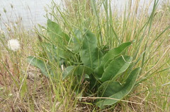 Limonium platyphyllum