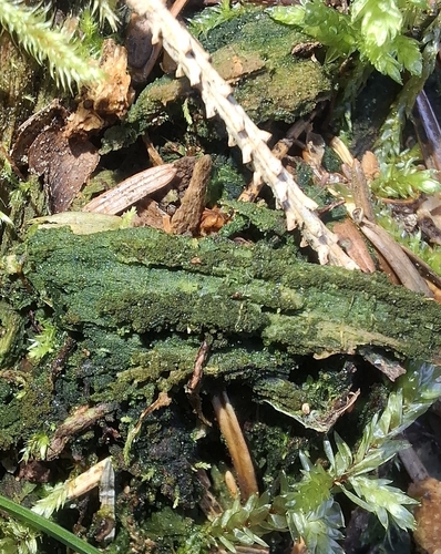 Buxbaumia Moss