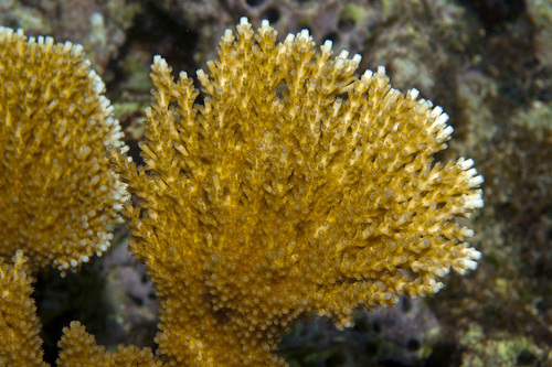 Elkhorn Coral, photo 3 of 10