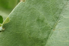 Limonium platyphyllum