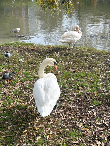 Mute Swan