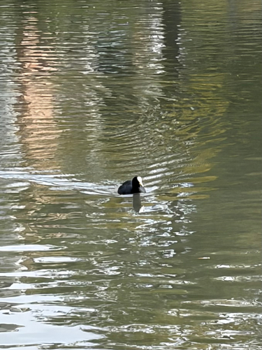 Eurasian Coot
