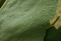 Limonium platyphyllum