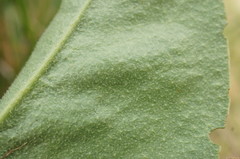 Limonium platyphyllum