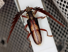 Piesarthrius marginellus