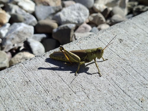 Differential Grasshopper