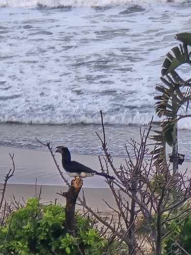 iNaturalist image