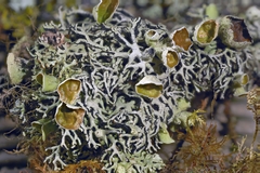 Hypogymnia krogiae