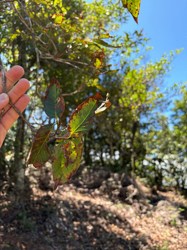 Lyonia ovalifolia observed 2026-09-19