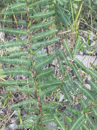 Chamaecrista nomame observed 2026-10-05