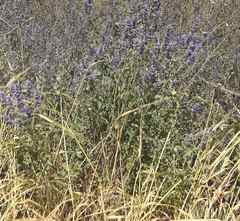 Nepeta curviflora