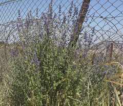 Nepeta curviflora