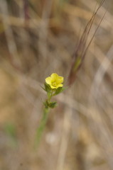 Linum corymbulosum