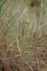Linum corymbulosum