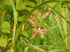 Antigonon leptopus