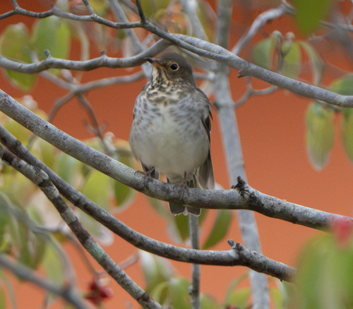 Swainson's Thrush