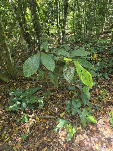 Cordia nodosa observed 2026-10-05