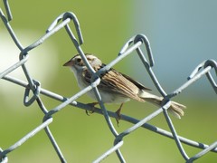 Spizella pallida