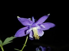 Aquilegia dumeticola