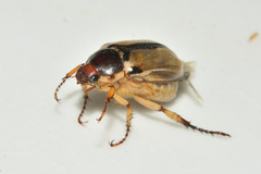 Paranomala hoepfneri