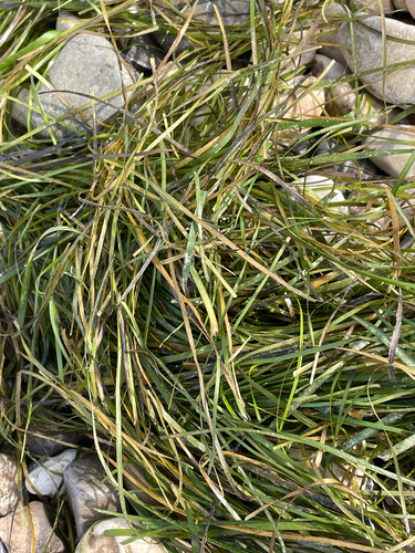 Cymodocea nodosa observed 2026-10-05