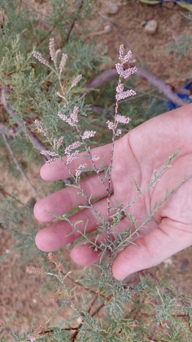 French tamarisk