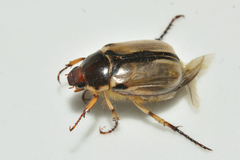 Paranomala hoepfneri